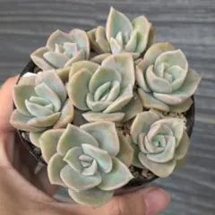 優飛mama様 リクエスト 3点 まとめ商品