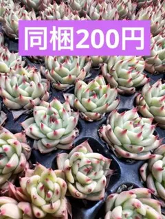 pretty.biker様 リクエスト 8点 まとめ商品