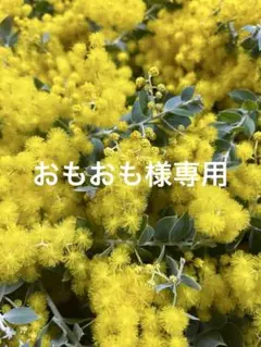 【おもおも様専用】パールアカシア ミモザ 真珠葉 フレッシュ