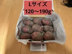 2026年最新】じゃがいも 種芋 デストロイヤーの人気アイテム - メルカリ