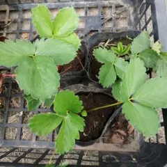 2025年最新】いちご 苗の人気アイテム - メルカリ