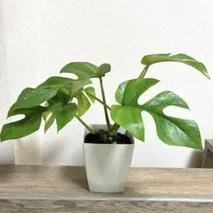 2026年最新】モンステラ 植物の人気アイテム - メルカリ