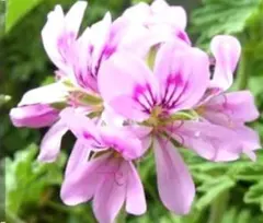 ゼラニウム蚊蓮草（挿し穂7本〜10本）無農薬、匿名発送のサムネイル