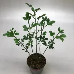 樹木苗　カラタチ（枳殻）樹高約２１ｃｍ　５本立（５株）7.5cmポットのサムネイル