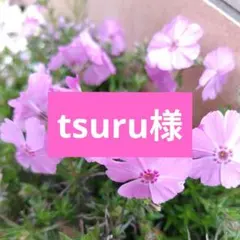 芝桜苗　フロックスフロント　大輪　宿根草　グランドカバーのサムネイル