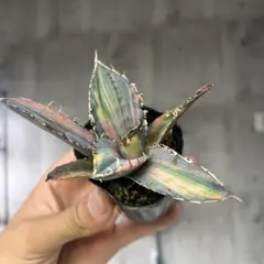 アガベ 白鯨錦斑入り 抜き苗発送 アガベ白鯨錦斑入り抜き苗発送 - メルカリ