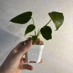 Anthurium AOS✖️RVDP斑入り - メルカリ