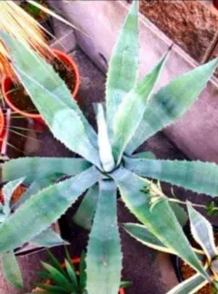 2026年最新】アガベ アメリカーナの人気アイテム - メルカリ