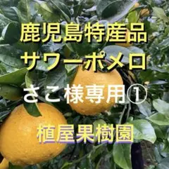 （鹿児島特産品）さこ様専用① サワーポメロ　2箱満杯詰　いちき串木野市産