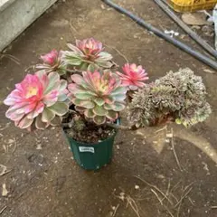 ❁.*mimi*.❁様 確認専用出品‼️アエオニウム　綴化　抜き苗