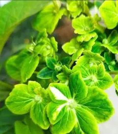 Akemi Sawada様 リクエスト 2点 まとめ商品