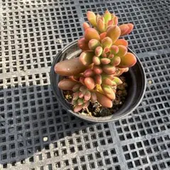 多肉植物)(190)オレンジドリーム 抜き苗 - メルカリ