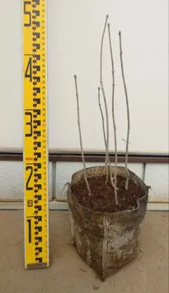 2026年最新】アオダモ 株立ちの人気アイテム - メルカリ