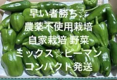 農薬不使用栽培 自家栽培 毎年恒例☆ 野菜詰め合わせ ミックス ピーマン セット