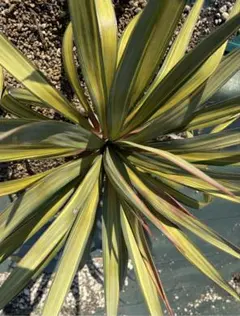 福沢諭吉さん専用　　ユッカレクルビフォリア　外斑 2025年最新】ユッカ レクルビフォリアの人気アイテム - メルカリ