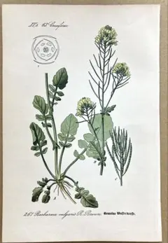19世紀ドイツの博物画 植物図鑑 ボタニカルアート約41×32cm ① - メルカリ