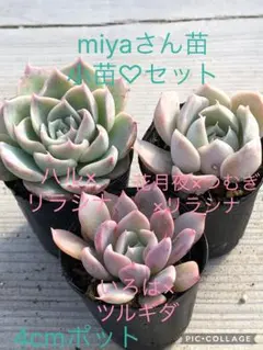 まさまさ様 リクエスト 3点 まとめ商品