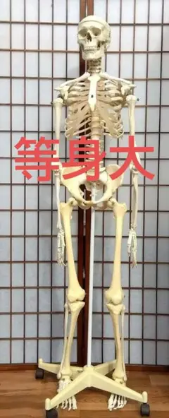3B 脊柱模型 骨模型 人体模型 背骨 骸骨 骨格標本 オブジェ 3B 脊柱模型 骨模型 人体模型 背骨 骸骨 骨格標本 オブジェ 脊柱