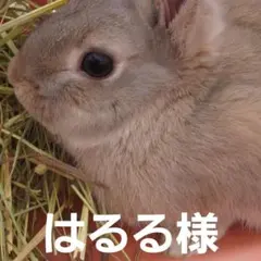 ◆◆はるる様専用◆◆