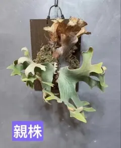 ビカクシダ P.willinckii Asurada Spore - メルカリ