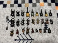 昆虫標本 カブトムシ クワガタ 標本箱セット 即購入可能 - メルカリ