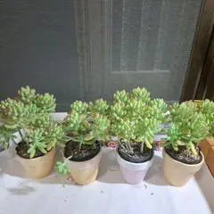 GONKURODAI  プロフ必読！様 リクエスト 2点 まとめ商品