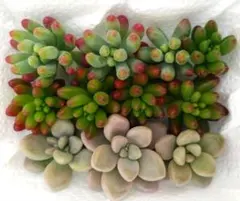 2026年最新】虹の玉の人気アイテム - メルカリ