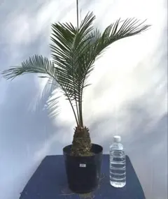蘇轍 ソテツ 3株入り 4号 庭木 植木 観葉植物 531 - メルカリ