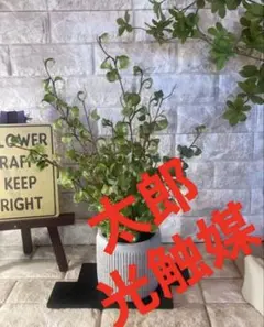 光触媒 人工観葉植物 ウォールグリーン フェイクグリーン ベンジャミン