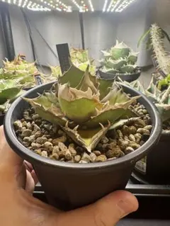 【goodtaniku】白犀牛　活着　管理株 2025年最新】白犀の人気アイテム - メルカリ