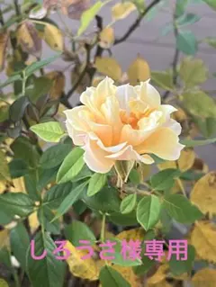 しろうさ様専用出品です。