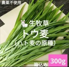 生牧草トウ麦（ハト麦の仲間）箱込み300g　ネコポス満タン　小動物おやつ⑥うさぎのサムネイル
