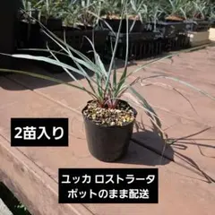 送料込み】ユッカ ロストラータ 2株セット ポット発送 - メルカリ