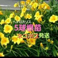 헤메로칼리스 ♪ 구근 모종 5개 ♪ 네코포스 배송 ♪