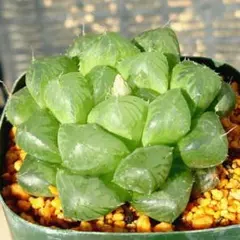 2026年最新】観葉植物の人気アイテム - メルカリ