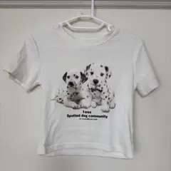 『ZOZOTOWN』新品 ダルメシアンプリント 半袖Tシャツ 即日発送⭕️