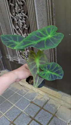 ららら様 リクエスト 3点 まとめ商品