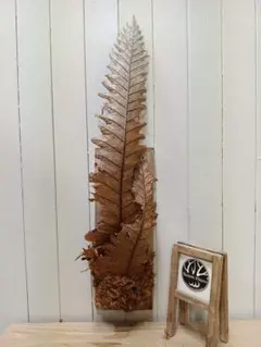 2025年最新】ドリナリア リギデュラの人気アイテム - メルカリ