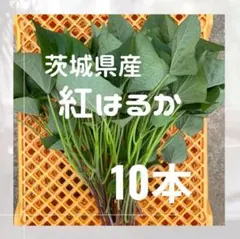 さつまいも 紅はるか 苗 10本 茨城県産サツマイモ - メルカリ