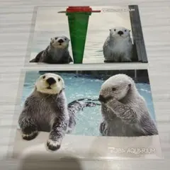 鳥羽水族館 ラッコ ポストカード メイ キラ - メルカリ