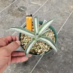 agave アガベ アメリカーナ 華厳 ②