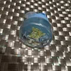 あんスタ スタライ リンライ 仁兎なずな