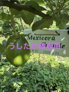 うしたか様専用 Mexicora Grande ベーコン