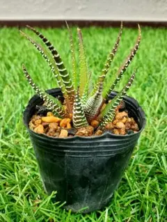 2026年最新】ハオルチア 斑入りの人気アイテム - メルカリ