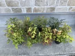 りよたた様 リクエスト 2点 まとめ商品