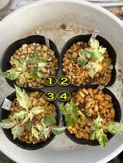 おんちゃん様　専用ページ