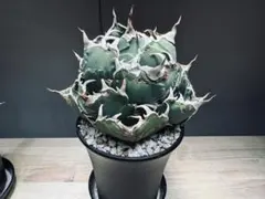 【親株&子株】Coyote Plants産　安曇野白鯨（帯向氏由来）　コヨーテ 親株&子株】Coyote Plants産 安曇野白鯨（帯向氏由来） コヨーテ