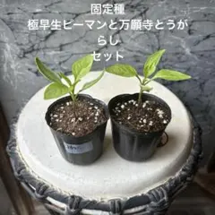 ふわり様 リクエスト 3点 まとめ商品