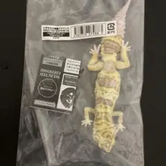 いきもの大図鑑アドバンス　レオパードゲッコー(ベルアルビノ)