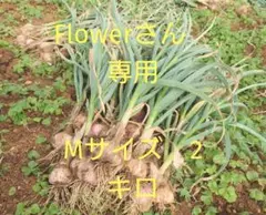 Flowerさん専用　　Мサイズ　1キロ